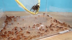 Что если Тарантул встретит сразу 1000 тараканов? Этого он не ожидал!