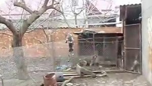 собака перелезает через забор