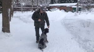 С чего начинается дрессировка собаки