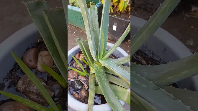 how to use stones in plant pots to save from soil erosion