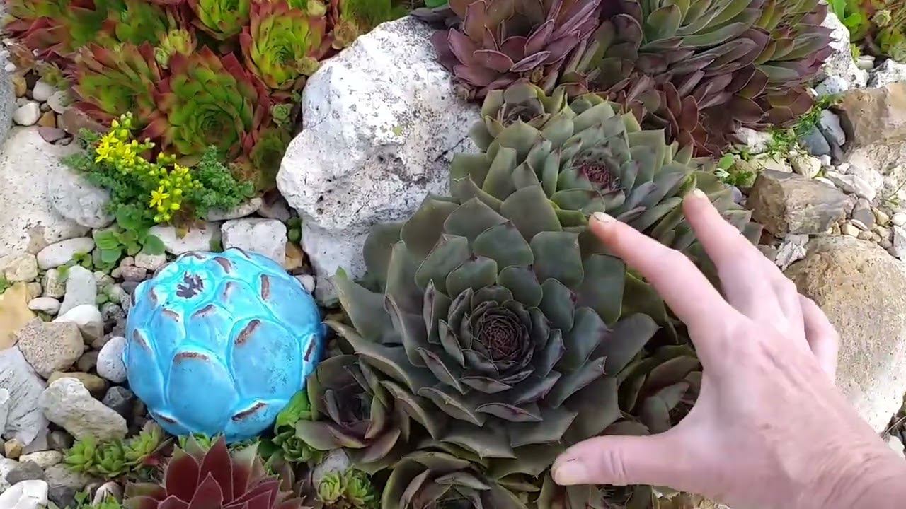 Розы. Обзор 5.06.24 смотреть онлайн