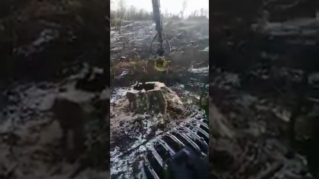 Разбудили медведя на берлоге