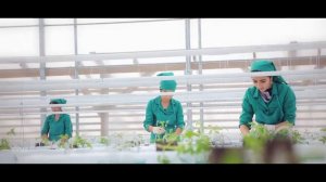 Тепличный комплекс под ключ AGRODINAMIX