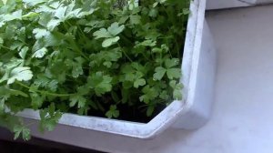 Как Вырастить Петрушку на Подоконнике?