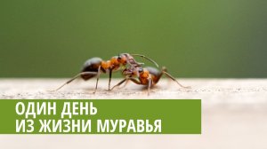 Один день из жизни муравьёв