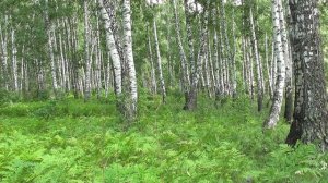 Birch forest.