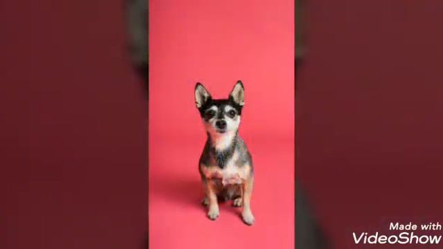 Милые животные и фотографии смотреть онлайн