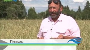 Свое, значит лучшее. В Конаковскому районе фермер выращивает отменный картофель