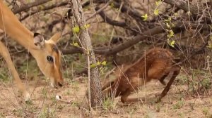 How Does A Lion Attack Baby Impala?