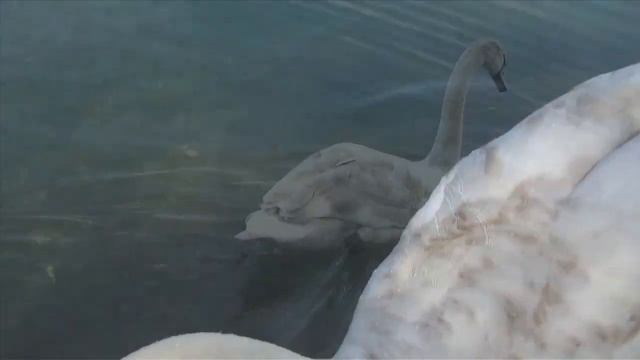 Водоплавающие птицы в водоёмах Германии !