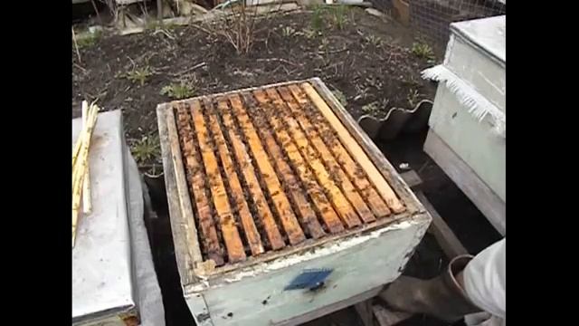 весна на пасеке - готовлю пчел к перевозке и ставлю магазин под мед через пленку смотреть онлайн