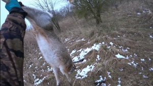 ОГРОМНЫЕ ЗАЙЦЫ! НАКОНЕЦ-ТО ОТКРЫЛСЯ. Охота с Курцхааром.