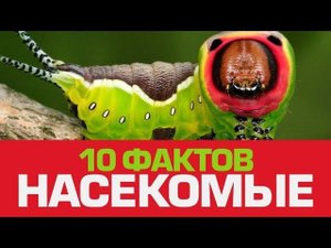 10 крошечных фактов о НАСЕКОМЫХ