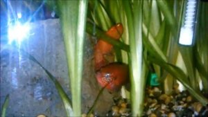 Нерест хромисов-красавцев (Hemichromis lifalili(H. bimaculatus))