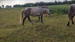 Породистые лошади на пастбище