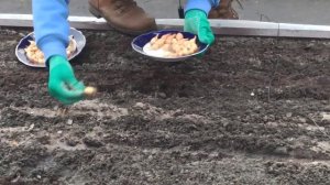 Как сажать лук севок