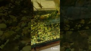 аквариумные рыбки