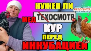 МЕДОСМОТР кур перед инкубацией.