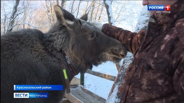Лосеферма под Костромой пользуется популярностью у российских туристов