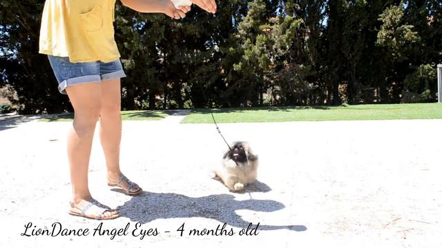 LionDance Angel Eyes 4 months old смотреть онлайн