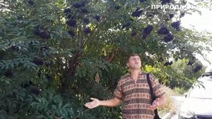 Обзор Черной бузины