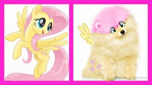 My little pony dogs!