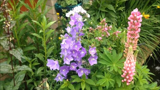 Campanula Passiflora, Help care growing and dividing. смотреть онлайн