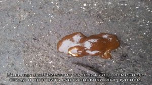 Понос у индюшат