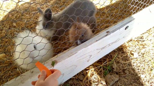 Кроликопарк в Крыму!!! Кроликоферма в Червоном.#кроликопарк#rabbitpark