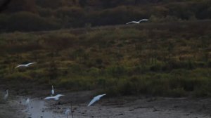 Цапли Аисты готовятся к перелёту