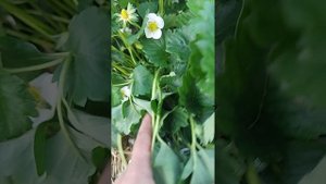 Обзор цветения земклуники сортов барыня, купчиха, коккинская отборная, изабелла