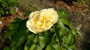 Пион Sunny girl. Санни гёрл.