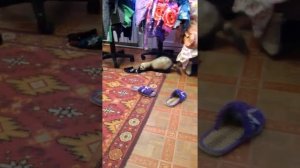 Забавные хорьки
.