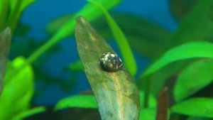 Улитка теодоксус