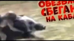 Погоня (Иосиф Кобзон)