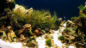 Запуск рыбы. Первый месяц после запуска аквариума. Акваскейп 600л