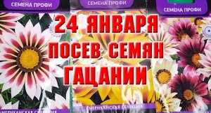 24 января. Посев семян гацании