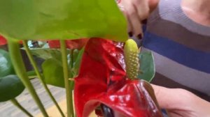 Антуриум Мадурал - обзор ярко-красного сорта антуриума | Большой сорт антуриума