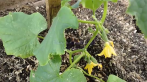 УХОД  ЗА  ОГУРЦАМИ.   ПРОДОЛЖЕНИЕ.