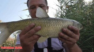 Рыбалка в августе. Ловля карася на поплавок. И неожиданный Амур. Рыбалка удалась.