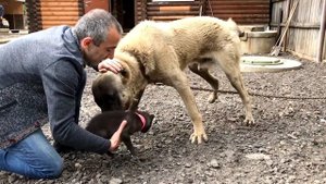 Съедят ли волчонка Собаки ???  Реакция больших собак на волчонка!