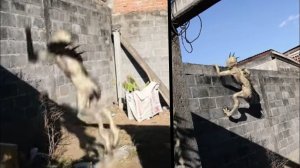 Страшилки Снятые На Видеорегистратор