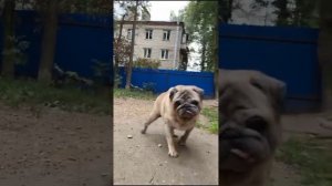 МОПС ПУЗЫРЁК ИЩЕТ ДОМ!/Приют Полянка, СПб/Собака в добрые руки