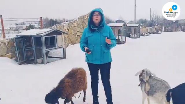 Куда сдать ёлку смотреть онлайн