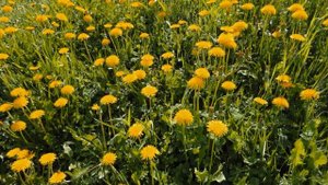 За тихой рекою. Партия вторых голосов