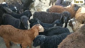 дехконобод мол бозор нархлари охработ мол бозори нархлари
