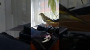 Ручная зеленушка. Корм. Впервые выкармливаю птенца.