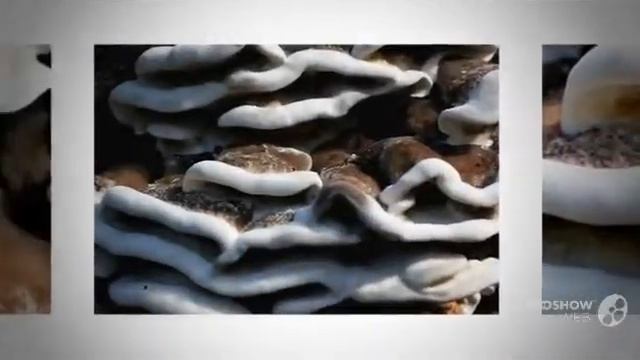 Polystictus adustus - fungi kingdom смотреть онлайн