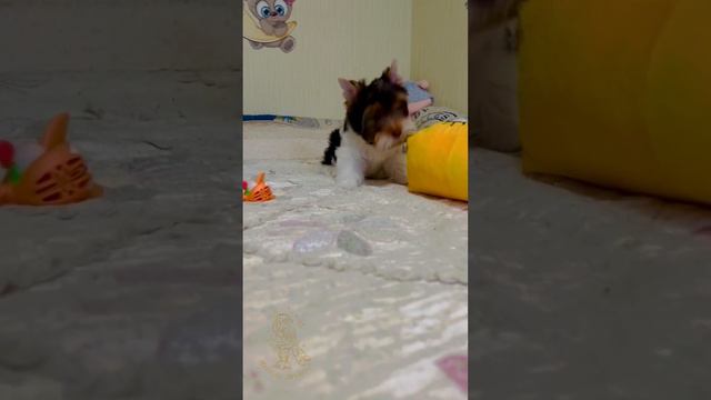 Цветной Йорк Биро Триколор 🥰