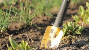 ПОЧЕМУ БЫВАЛЫЕ ОГОРОДНИКИ ПОСЫПАЮТ ГРЯДКИ КОРИЦЕЙ И СОДОЙ